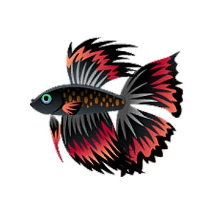 Red Blackfin Betta